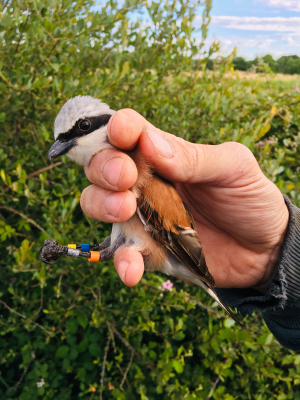 Mâle en main avec les bagues colorées  pour la reconnaissance