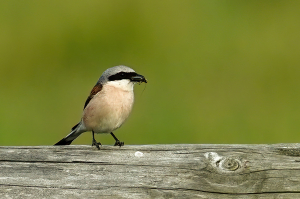 La Pie-grièche est insectivore, ce mâle a capturé une proie qu'il apporte au nid